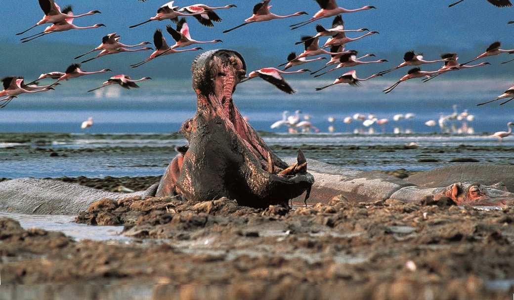 Lake Nakuru National Park