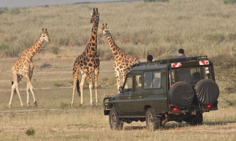 Luxury Wildlife Safari